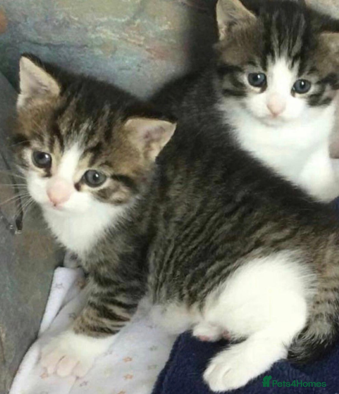 Mixed Breed cats 2 cute kittens  - Advert 15