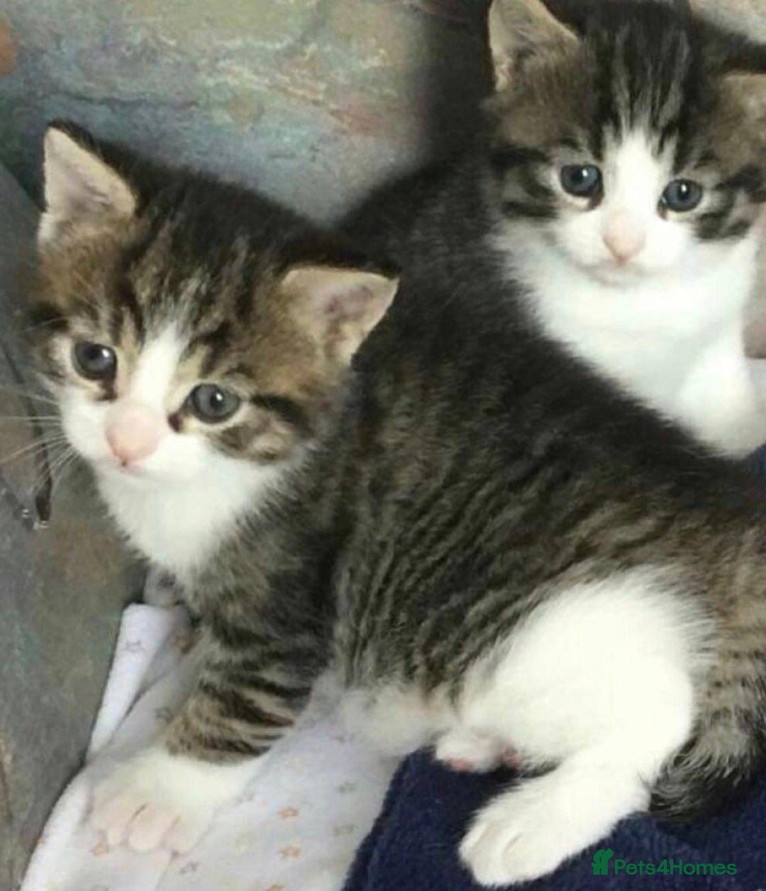 Mixed Breed cats for sale: 2 cute kittens  - Advert 1