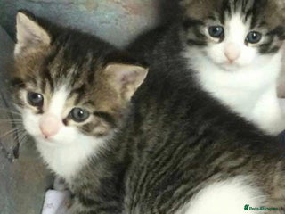 Mixed Breed cats 2 cute kittens - Advert 2