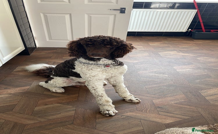 Standard Poodle dogs - Advert 1