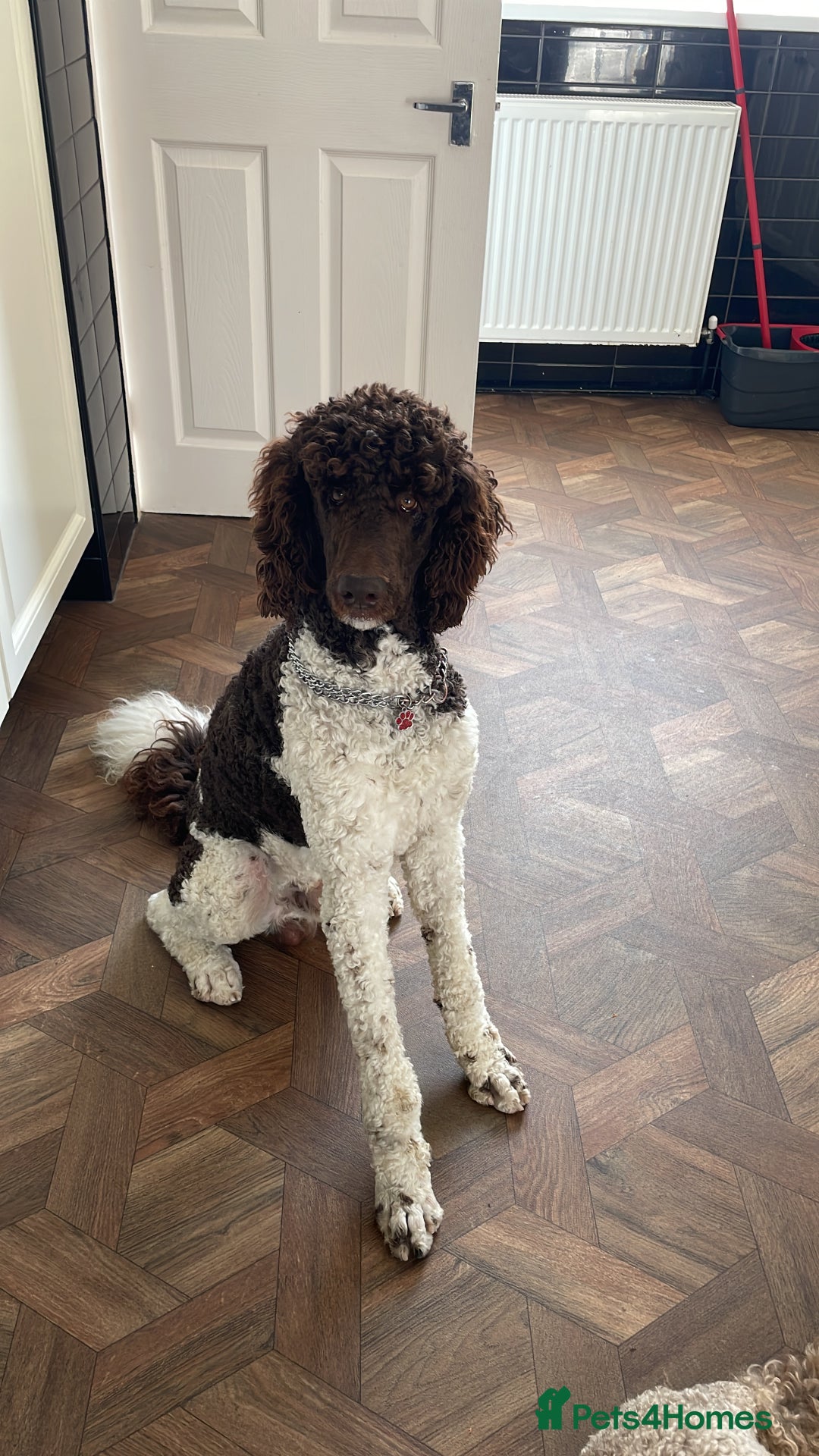 Standard Poodle dogs for stud: Brown & white parti standard poodle  - Image 1