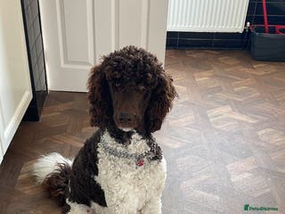 Standard Poodle dogs Brown & white parti standard poodle - Advert 1