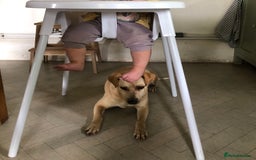 Mixed Breed dogs for adoption: Coco – 5 years old, Female, Possibly Lab Mix  - Image 6