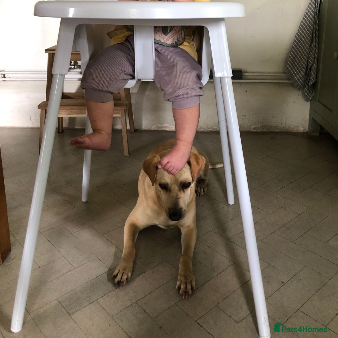 Mixed Breed dogs for adoption: Coco – 5 years old, Female, Possibly Lab Mix  - Image 6