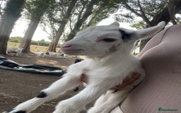 Goats livestock for sale: Pygmy goats - Image 10