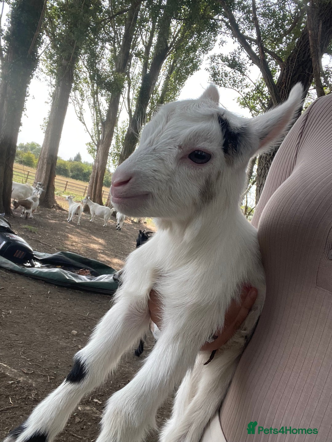 Goats livestock for sale: Pygmy goats - Image 10