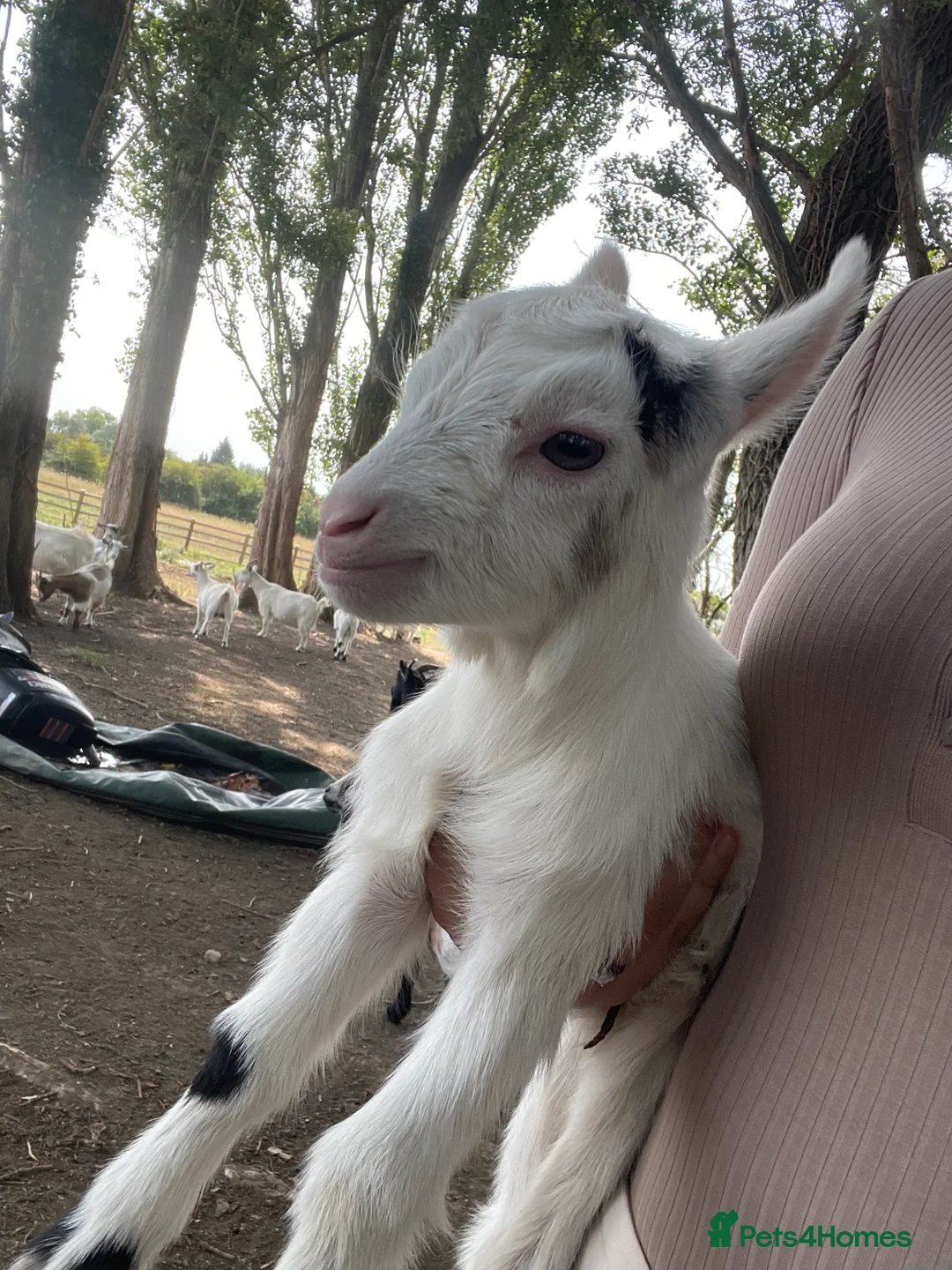 Goats livestock for sale: Pygmy goats - Advert 10