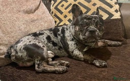 French Bulldog dogs for adoption: All Freddie wants for  **  is a forever home - Advert 4
