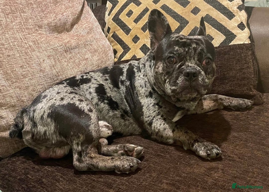 French Bulldog dogs for adoption: All Freddie wants for  **  is a forever home - Advert 4