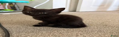 Mixed Breed 1 nickname noir 