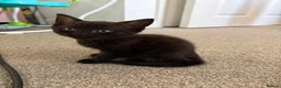 Mixed Breed cats for sale: 4 kittens for sale  - Advert 3