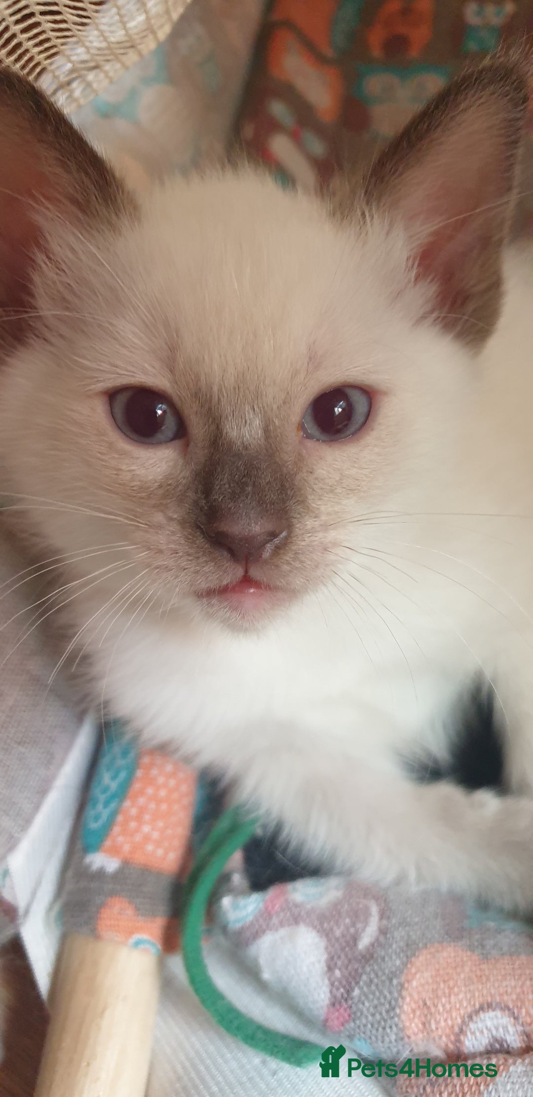 Ragamese cats for sale: Beautiful Ragamese Kittens  - Advert 33