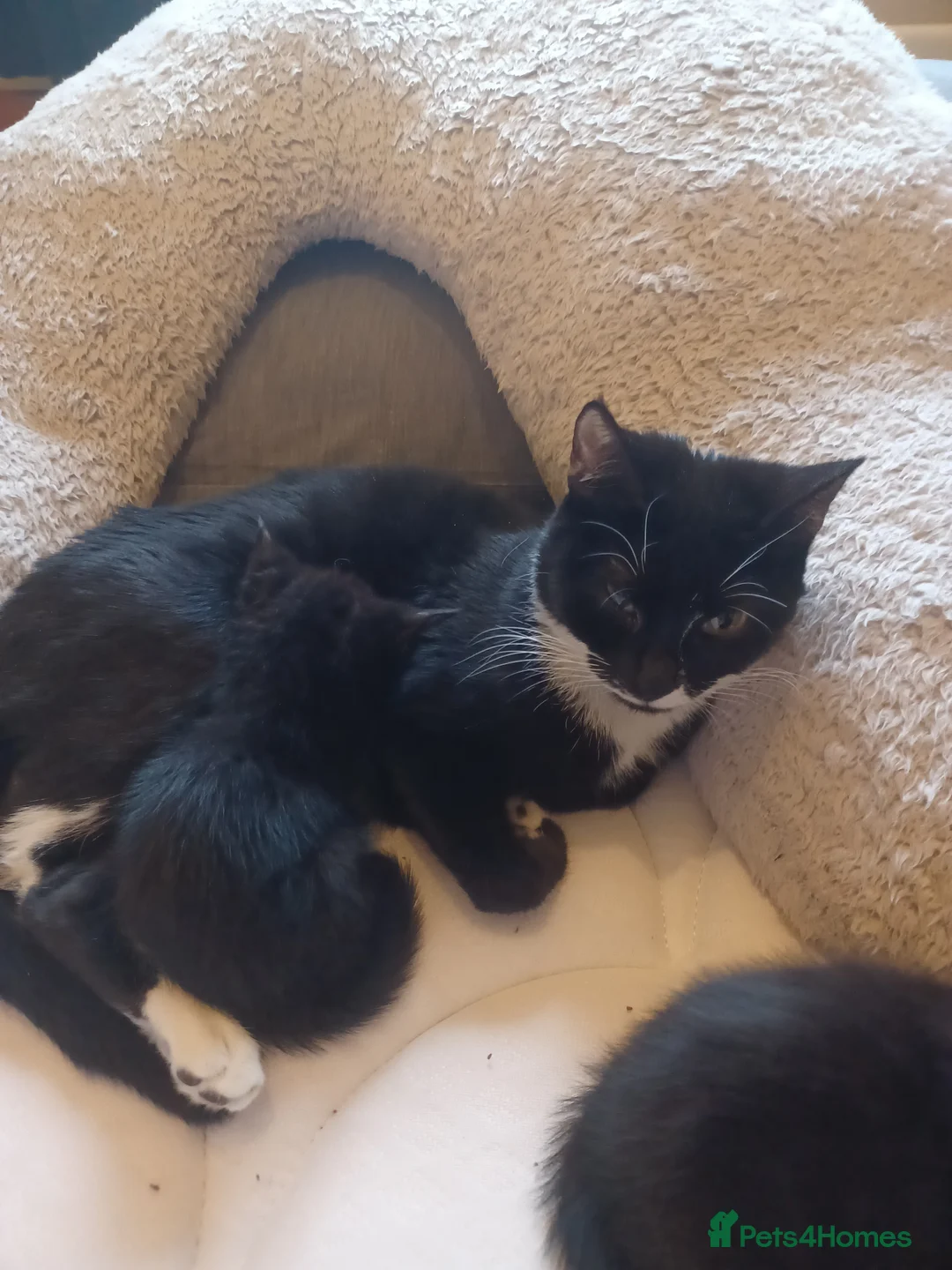 British Shorthair cats for sale: 2 male & 1 female kittens in Ashford - Advert 2