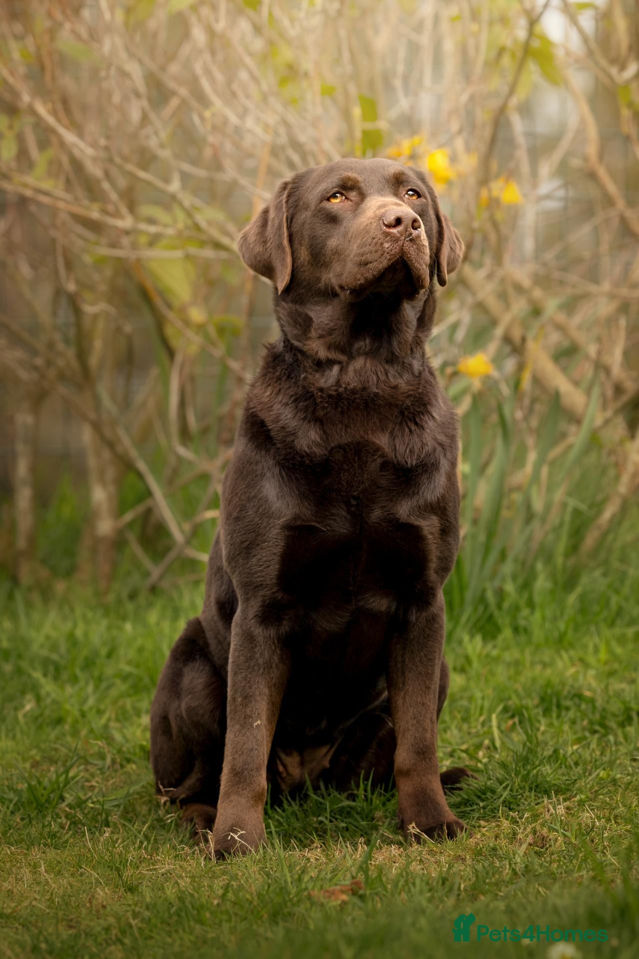 Labrador Retriever dogs Kc registered chocolate Labradors  - Advert 18