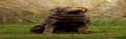 Labrador Retriever dogs for sale: Kc registered chocolate Labradors  - Advert 1