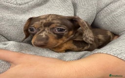 Miniature Dachshund dogs for sale: Beautiful Miniature Dachshunds Dapple Choc & cream - Image 10