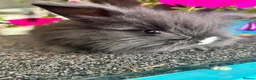 Lionhead rabbits for sale: 🦋Pure breed Teddy lionheads 🦋 - Advert 37
