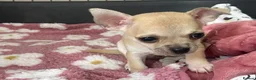 Chihuahua dogs for sale: Rare & Beautiful Chihuahua Puppies in Ipswich - Advert 2
