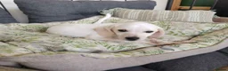 Mixed Breed dogs for adoption: 🐾 Macaron-Fabio the little boy who touches ❤️ 🐾  in Birmingham - Advert 4