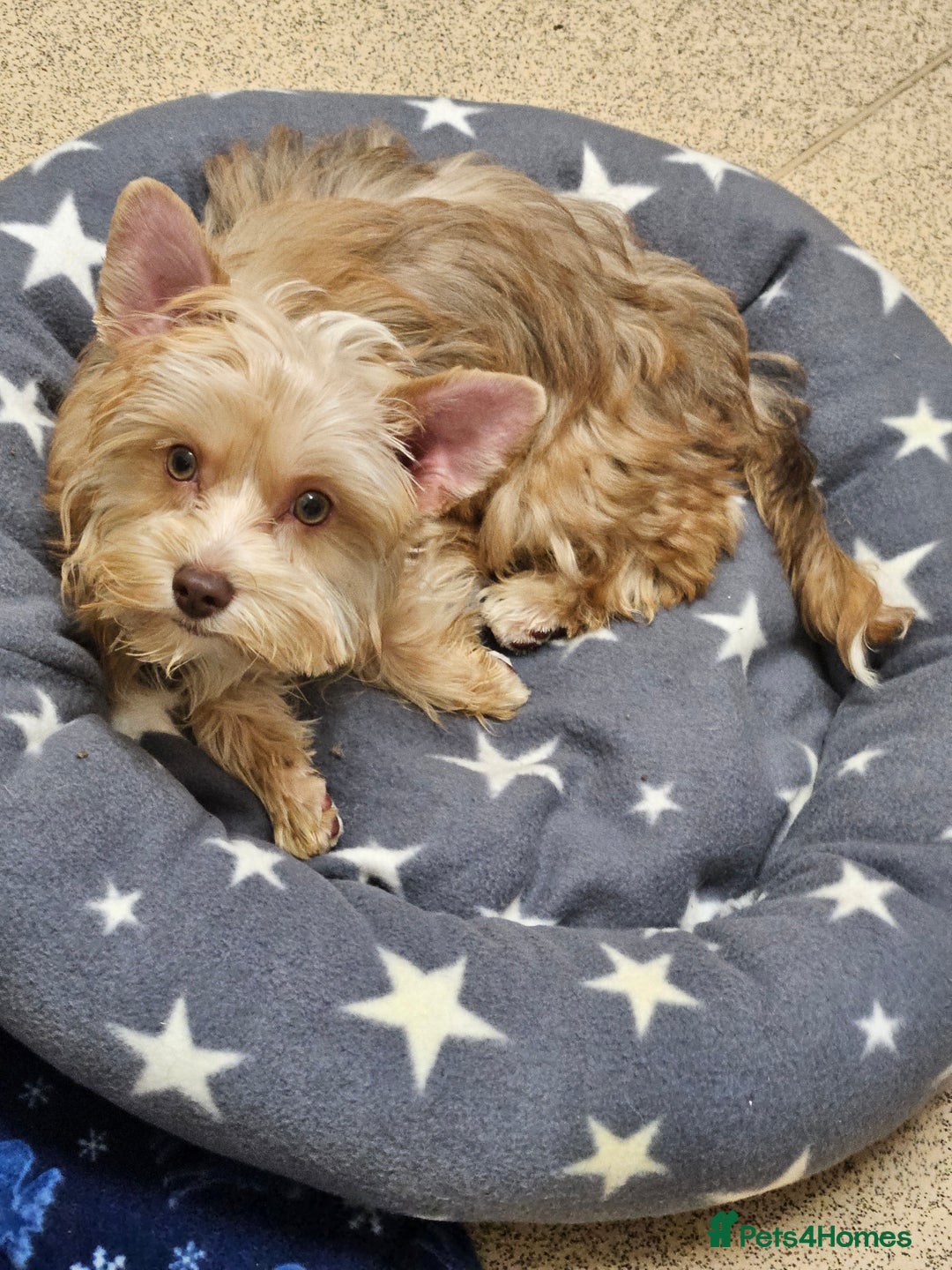 Yorkshire Terrier dogs for sale: Small Blonde Yorkie girl ready now - Advert 7