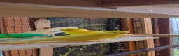 Budgerigars birds for sale: Young Budgies: Semi-tamed Lutino & Albino for sale - Advert 10