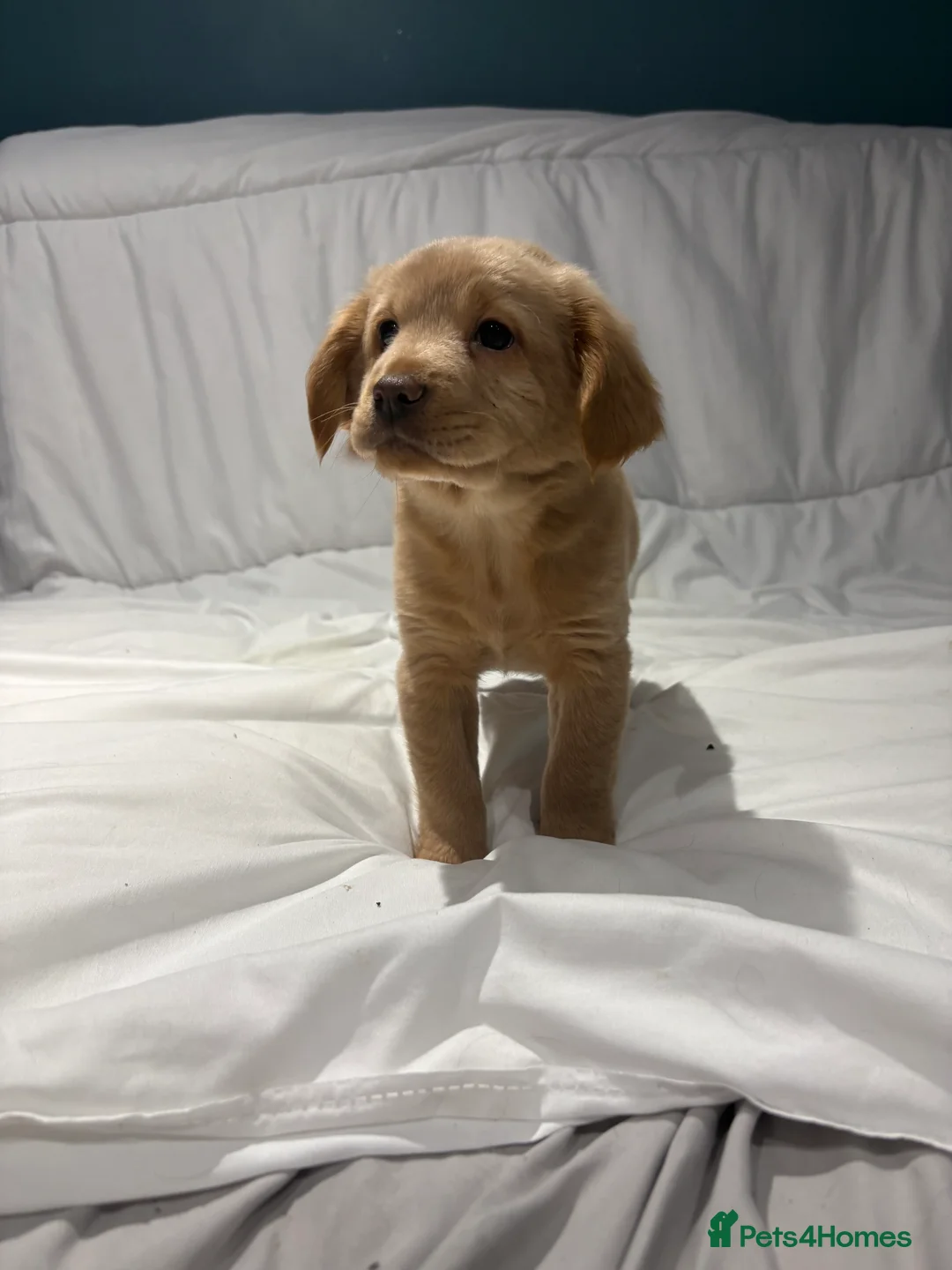 Mixed Breed dogs for sale: Cocker Chow puppies in Solihull - Advert 24