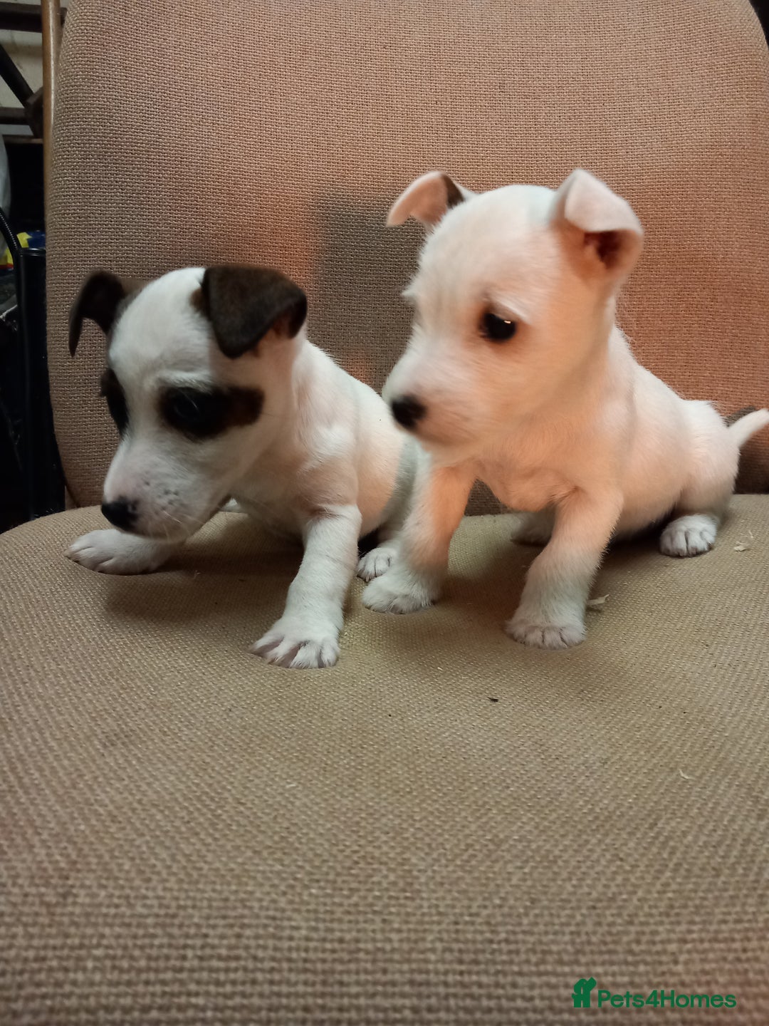 Parson Russell dogs for sale: Parson Russell Puppies  - Advert 5