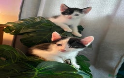 British Shorthair cats for sale: AVAILABLE 2 Beautifulbou kittens identical twins  - Image 1