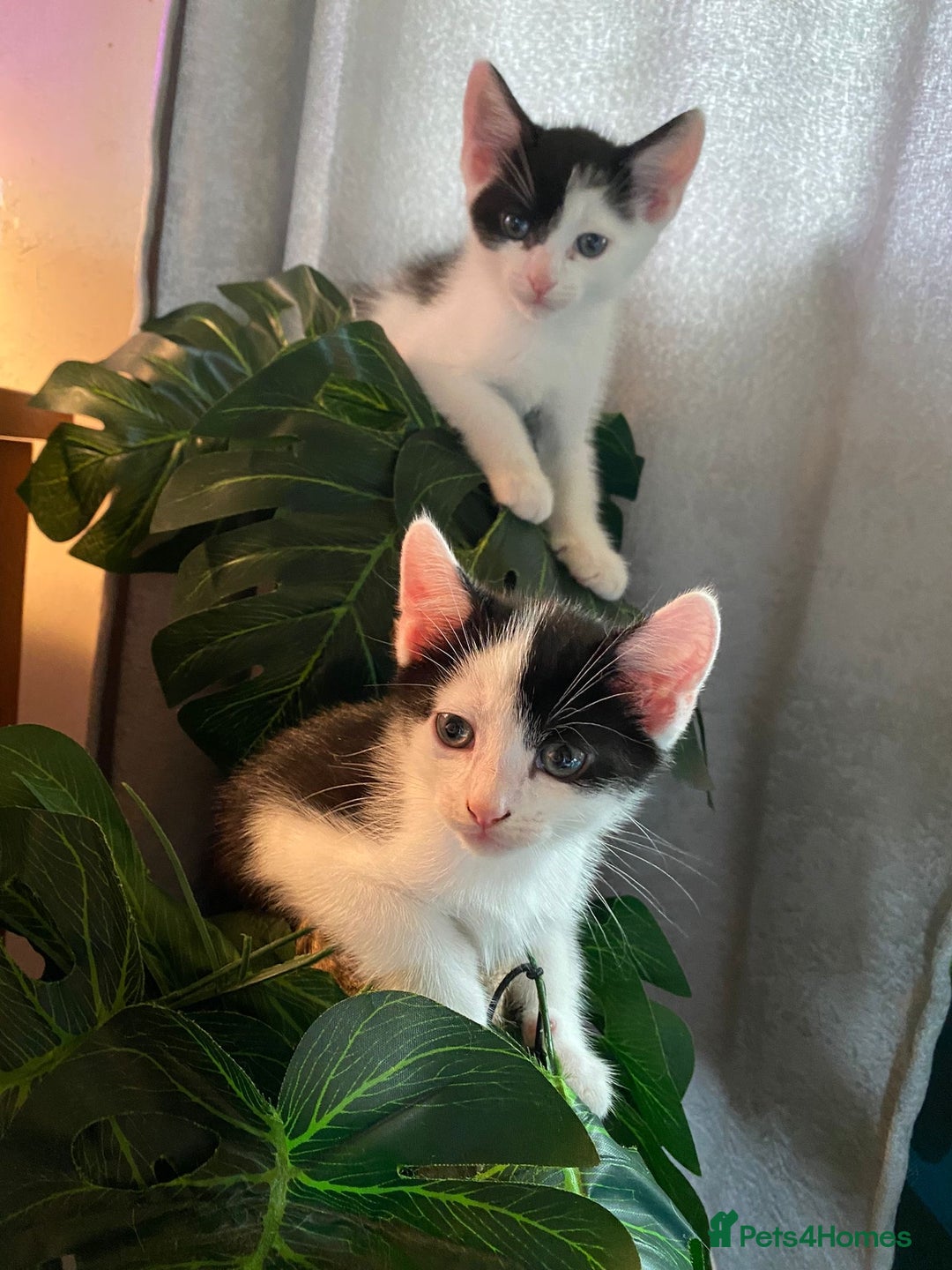 British Shorthair cats for sale: AVAILABLE 2 Beautifulbou kittens identical twins  - Image 1