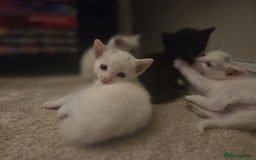 Mixed Breed cats for sale: 4 beautiful kittens ready in 2 weeks  - Image 7