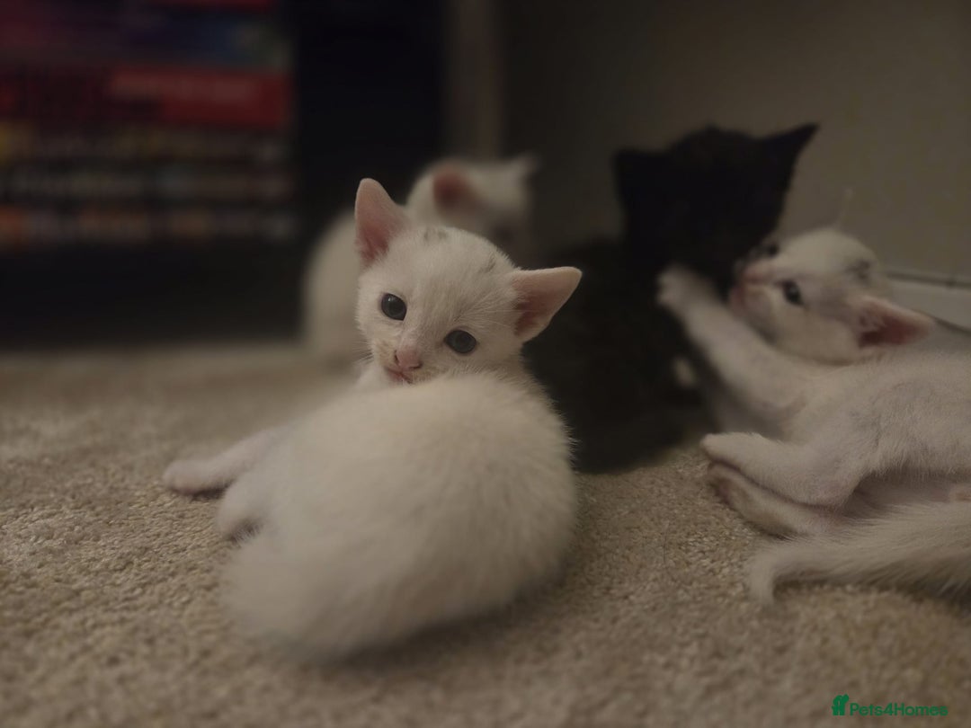 Mixed Breed cats for sale: 4 beautiful kittens ready in 2 weeks  - Image 7