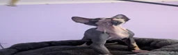 Sphynx cats for sale: ***TICA ACTIVE*** - PURE BREAD SPHYNX - AVAILABLE - Advert 15