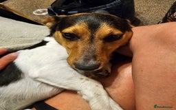 Jack Russell dogs for sale: Shiloh - Image 2