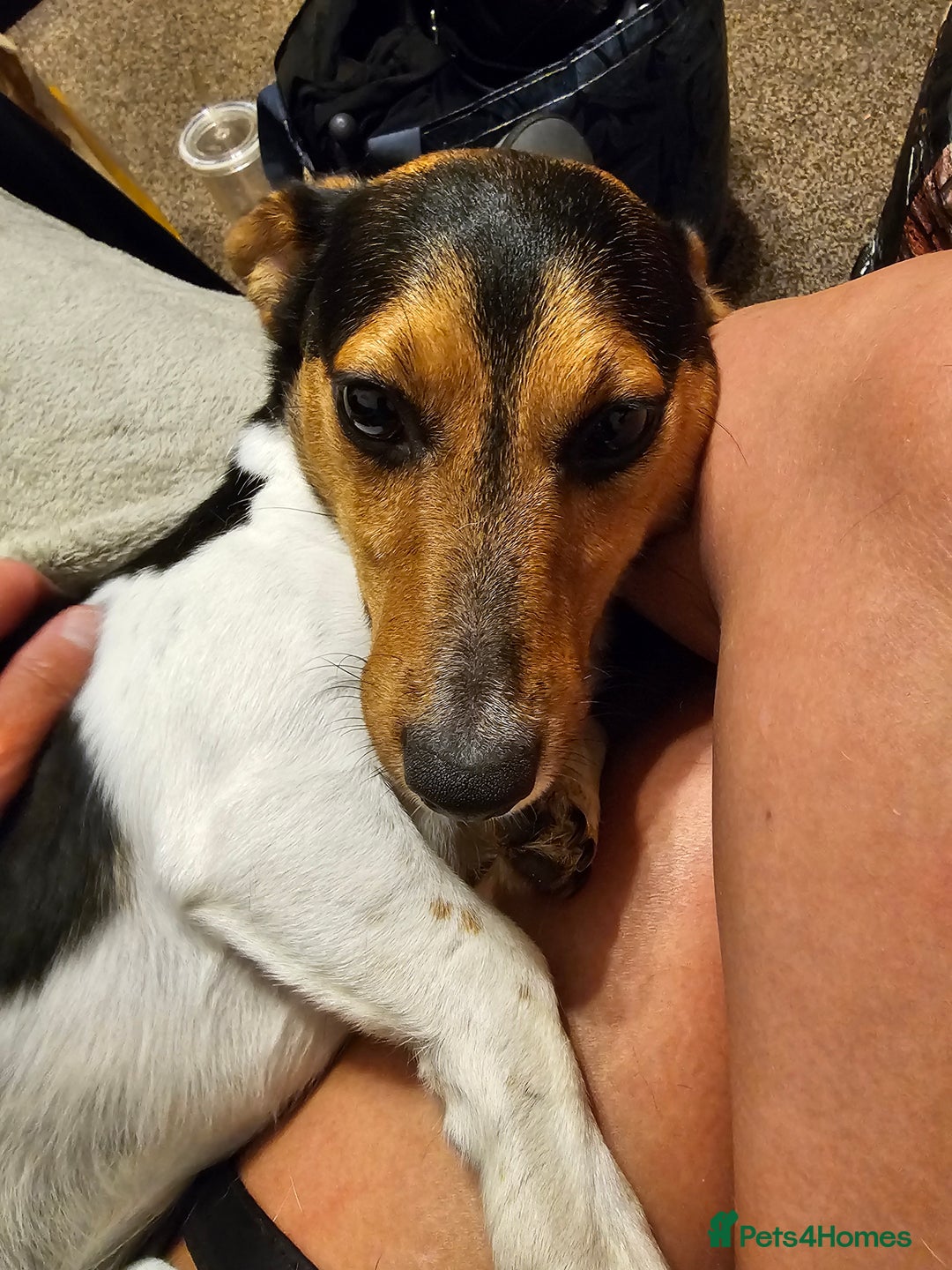 Jack Russell dogs for sale: Shiloh - Image 2