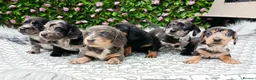 Dachshund dogs for sale: QUALITY LH/SMOOTH MIN DAXIS KC REG PRA CLR - Advert 14
