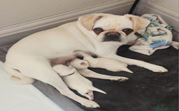Mixed Breed dogs for sale: pug/bischion frise - Image 5