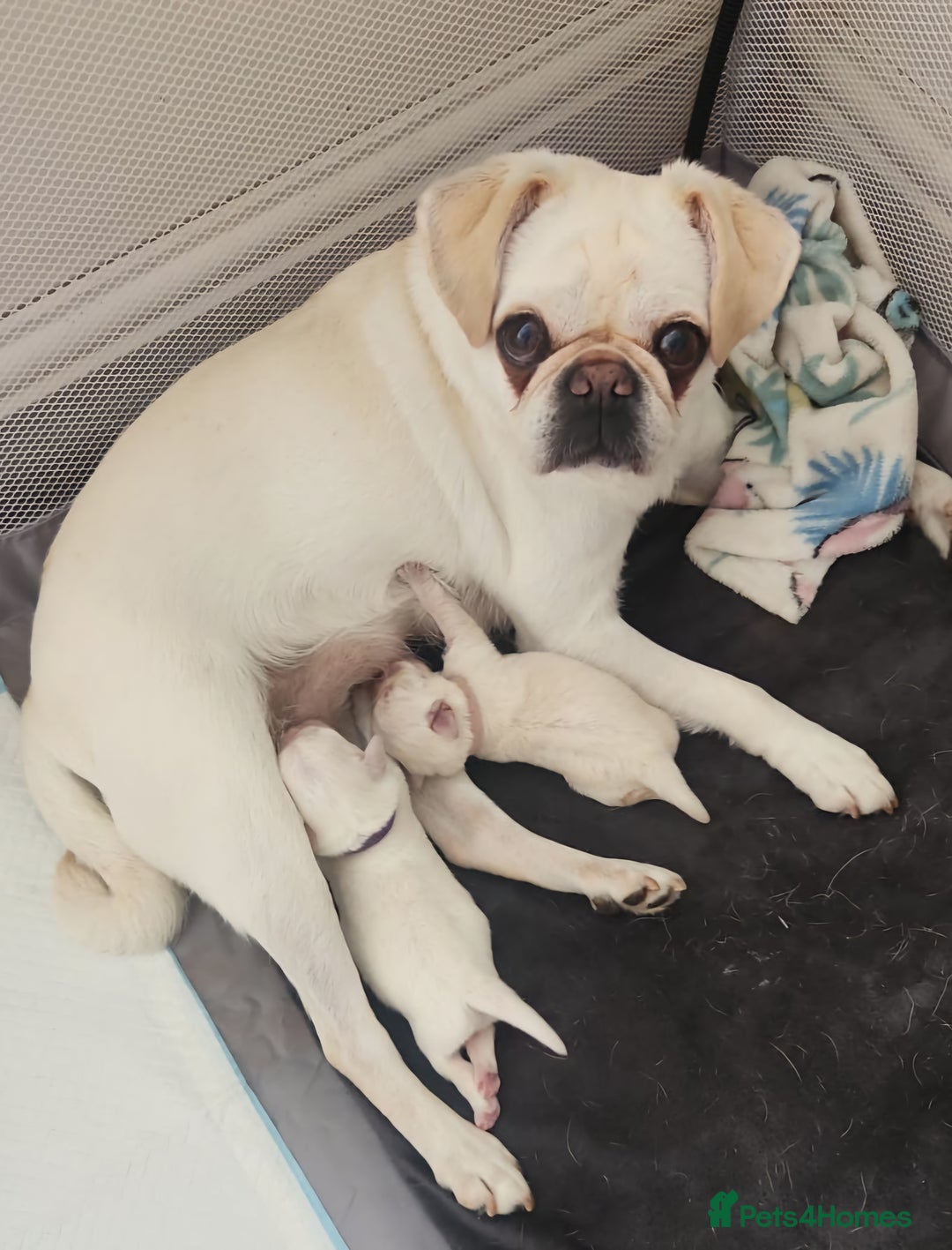 Mixed Breed dogs for sale: pug/bischion frise - Image 5