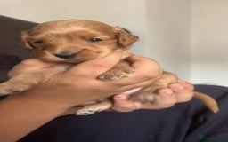 Cockapoo dogs for sale: Beautiful cockapoo baby's  - Image 10