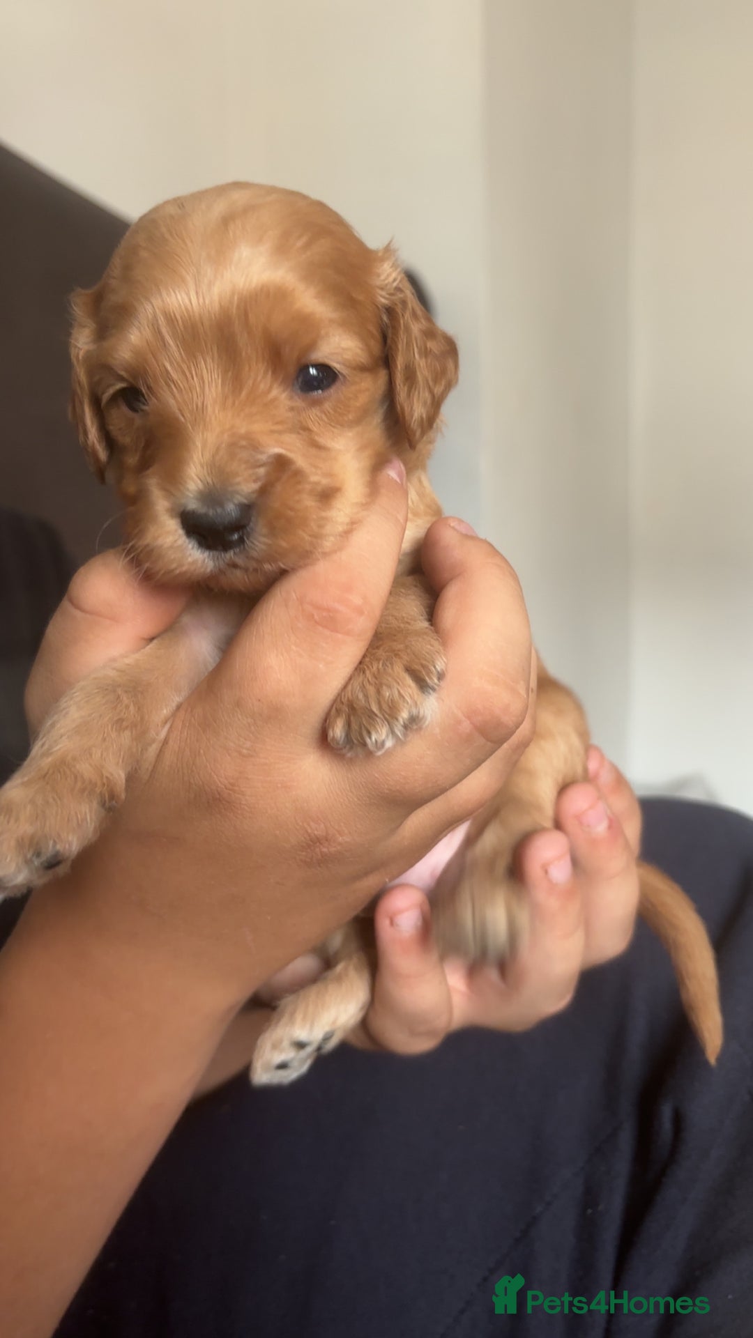 Cockapoo dogs for sale: Beautiful cockapoo baby's  - Image 10