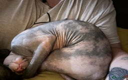 Sphynx cats for sale: Sphynx girl not neutered  - Image 7