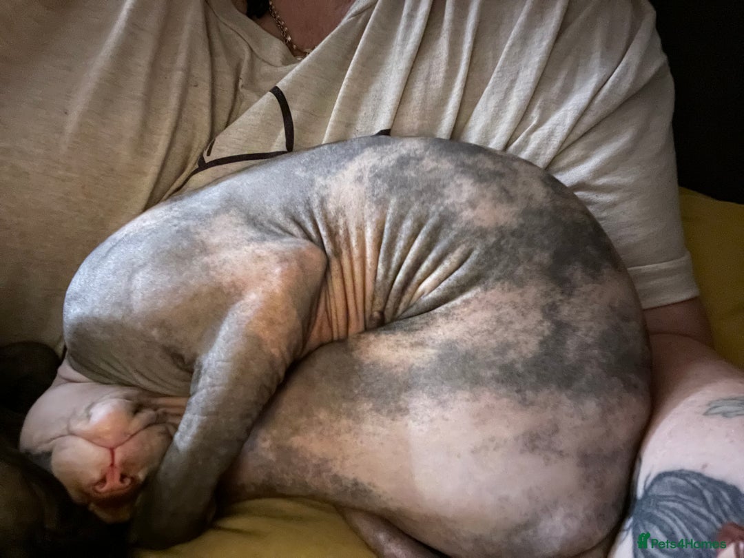 Sphynx cats for sale: Sphynx girl not neutered  - Image 7