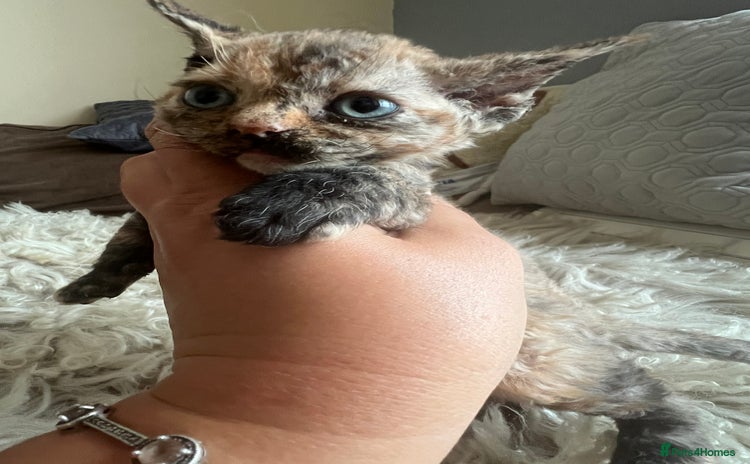 Devon Rex cats in Ramsgate - Advert 1