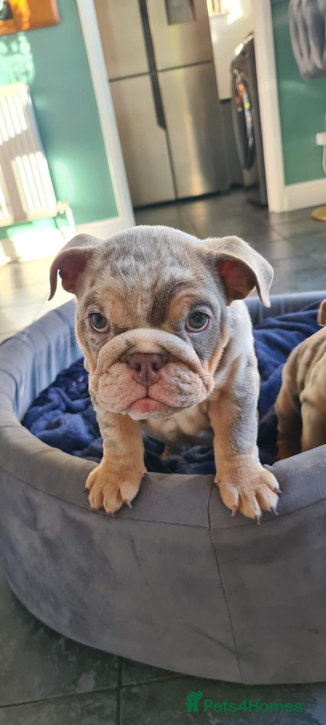 English Bulldog dogs for sale: ✨ lilac Tan & Merle Female bulldog. – Available ✨ - Advert 19