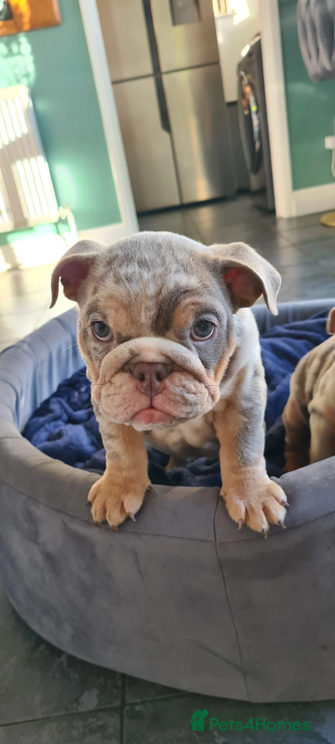 English Bulldog dogs for sale: ✨ lilac Tan & Merle Female bulldog. – Available ✨ - Advert 11