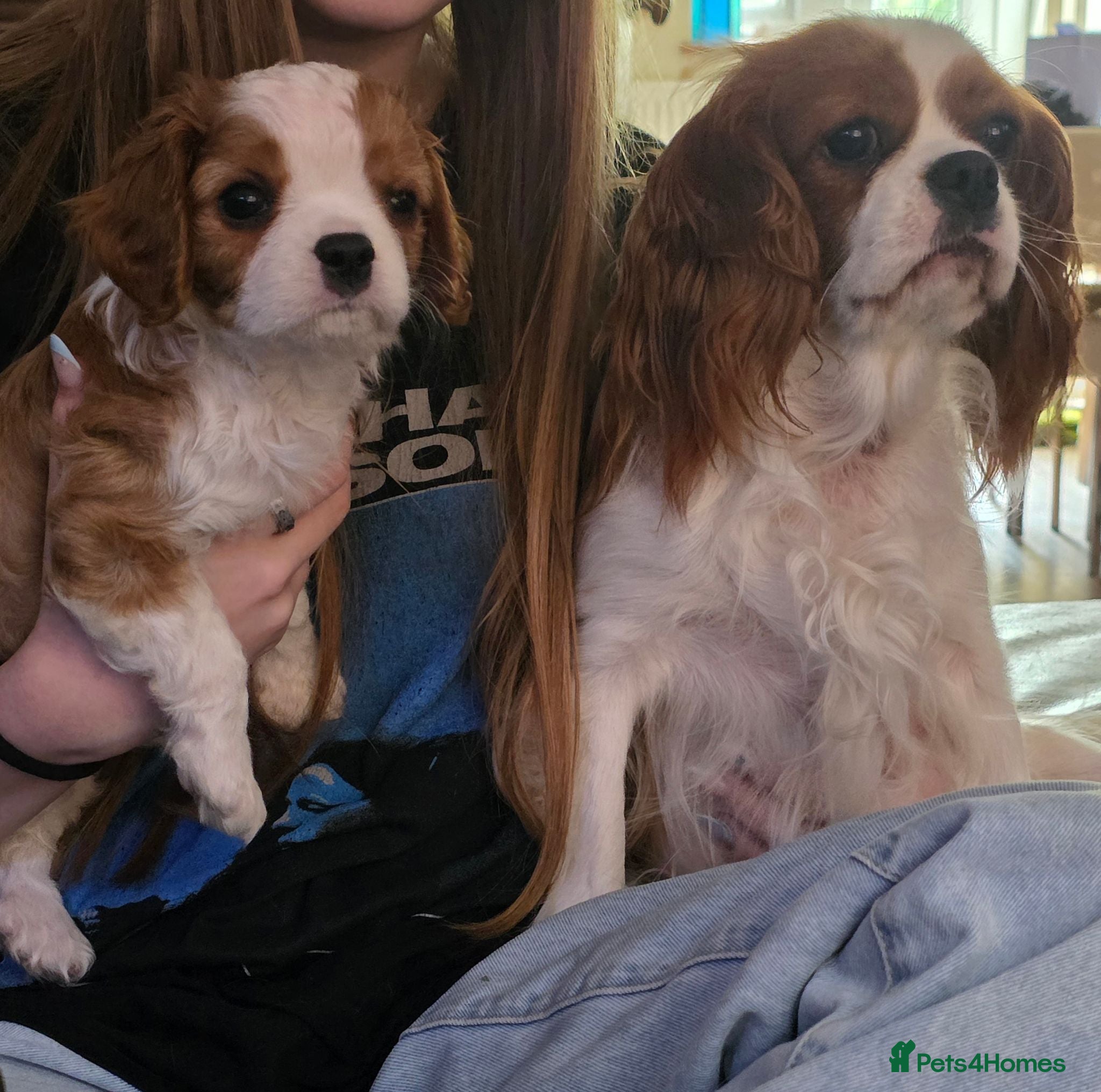 Cavalier King Charles Spaniel dogs Health tested Cavalier King Charles ready now - Advert 1