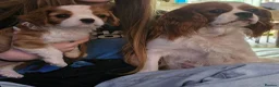 Cavalier King Charles Spaniel dogs for sale: Health tested Cavalier King Charles ready now - Advert 4