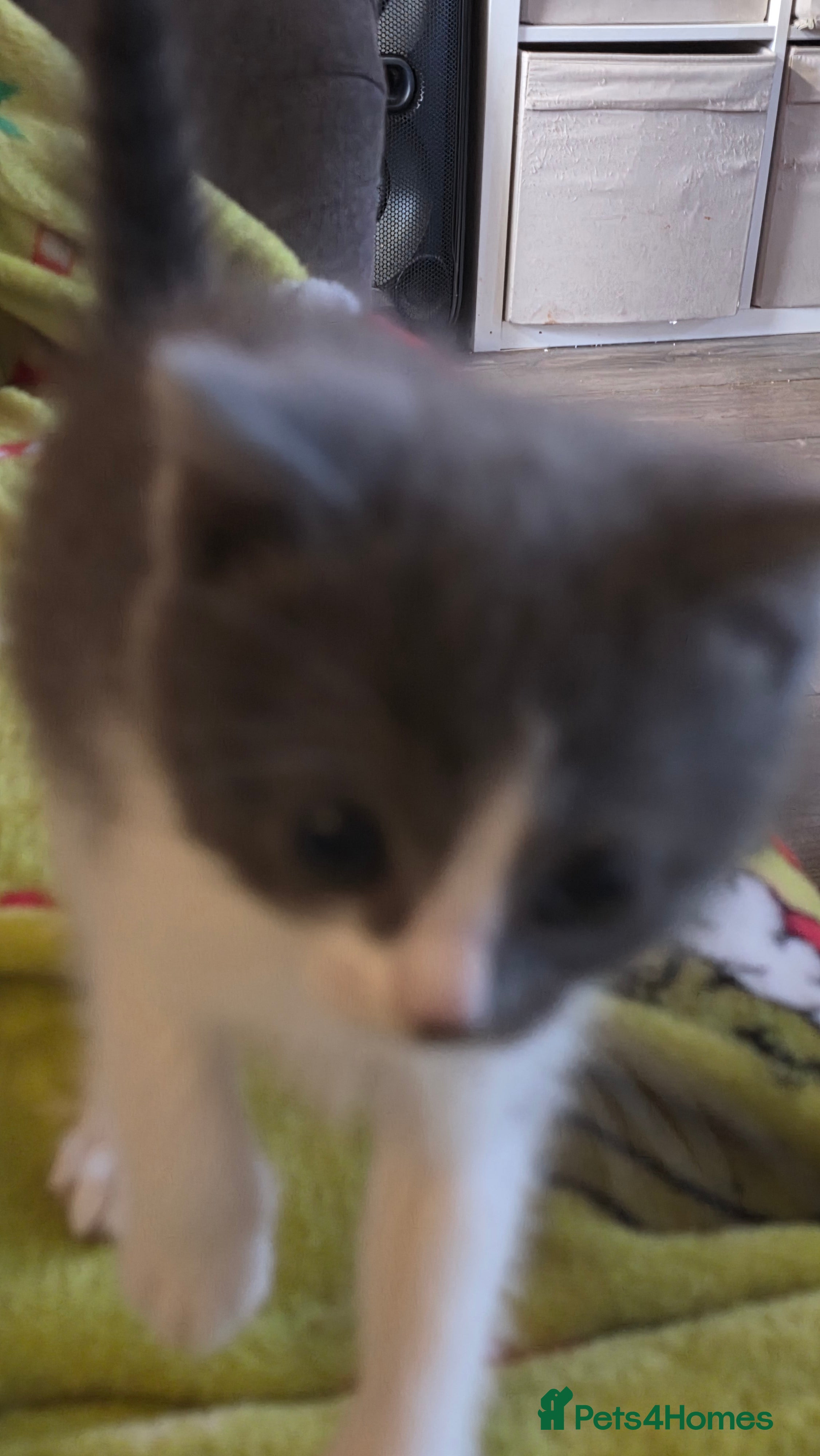 Ragdoll cats 3 beautiful ragdoll cross Persian kittens - Advert 1