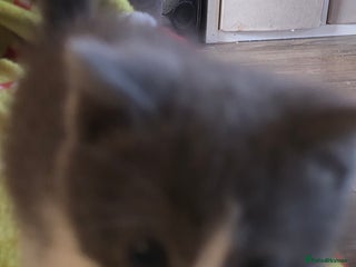 Ragdoll cats 3 beautiful ragdoll cross Persian kittens - Advert 5