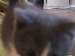 Ragdoll cats 3 beautiful ragdoll cross Persian kittens - Advert 14