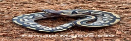 Python Snake reptiles for sale: Royal Pythons Various Ones Available  - Advert 5